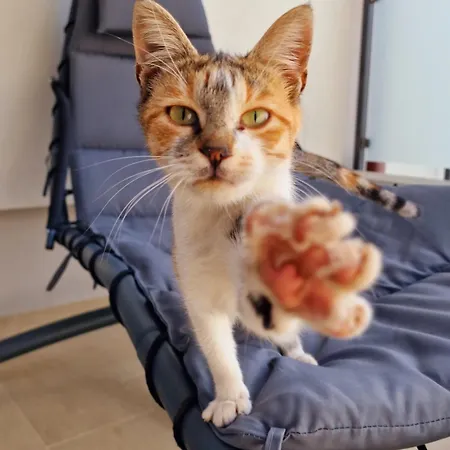 Apartamento Kristina Primošten