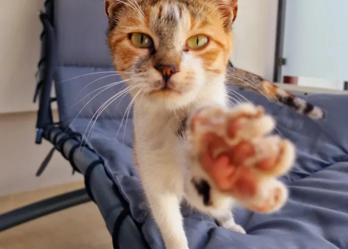 Appartement Kristina Primošten